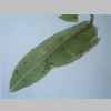 Leaf 10er 01.jpg